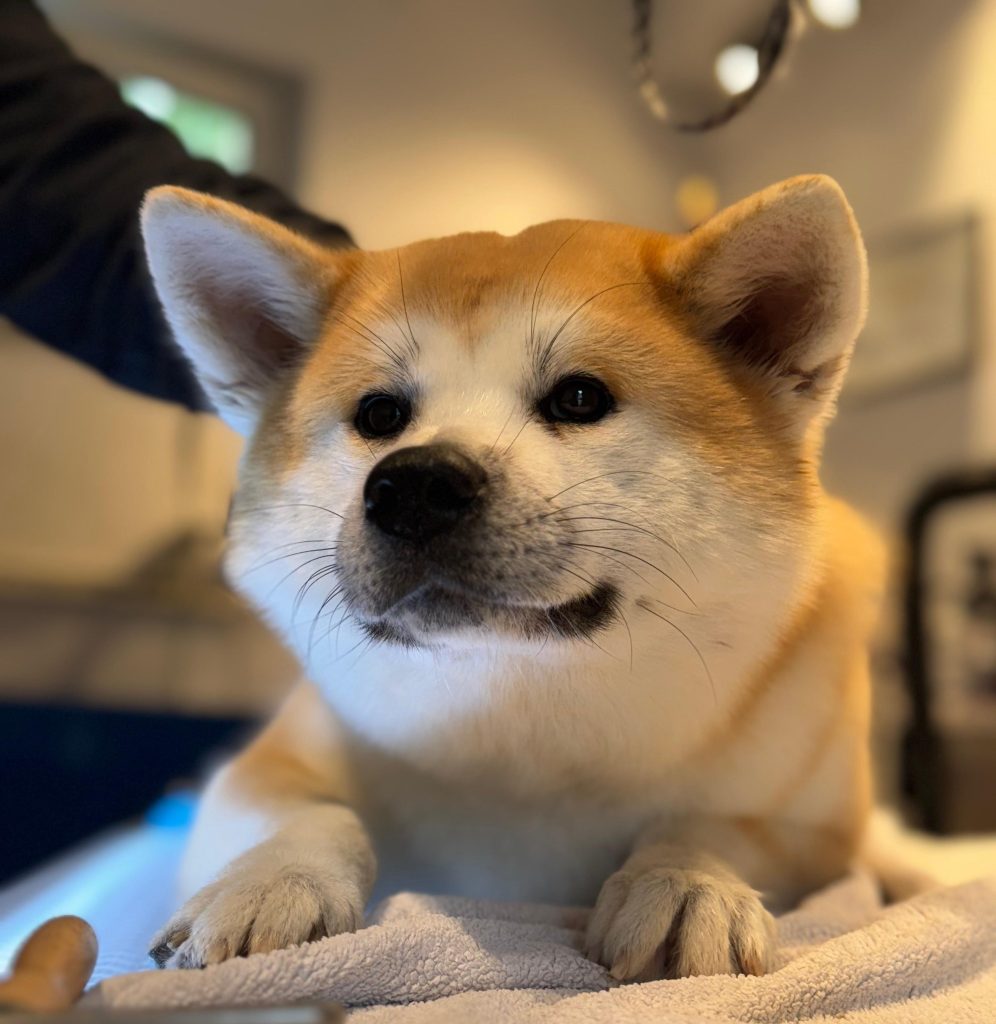 Akita grooming