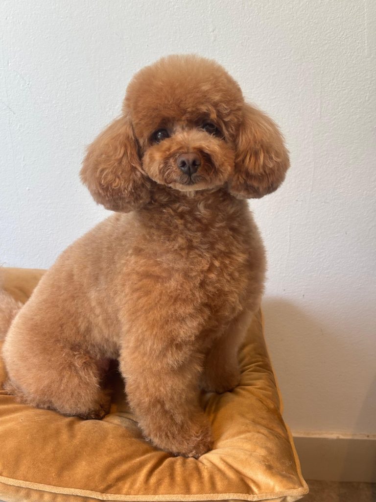 Apricot pudla grooming