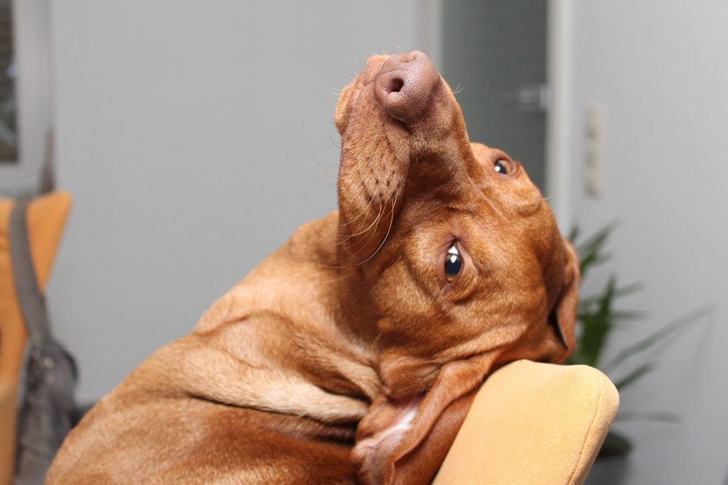 Vizsla